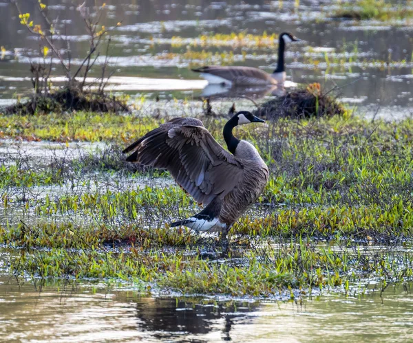Selective Canada Goose Branta Canadensis Pond — Stok fotoğraf