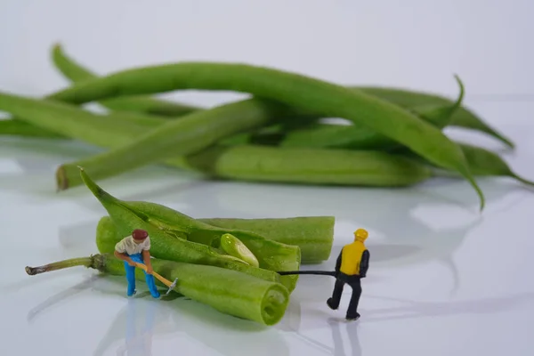 Arbetare Med Koftor Och Horor Arbetar Snapsbönor Koncept Veganska Livsmedel — Stockfoto