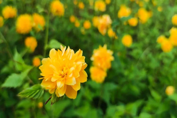 Eine Selektive Fokusaufnahme Orangefarbener Japanischer Kerriablüten Die Sonnenlicht Blühen — Stockfoto