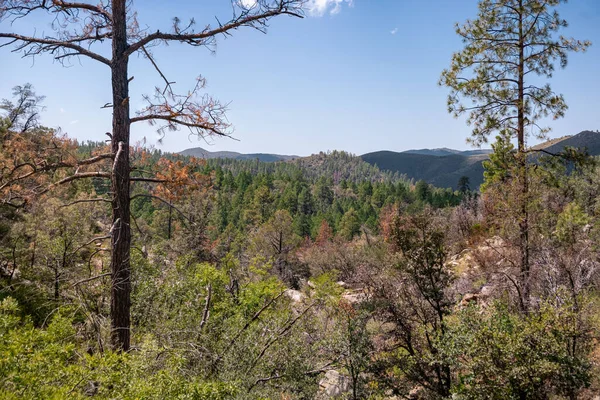 Mavi gökyüzü arka planında yemyeşil doğa ve bitki örtüsü olan bir ormanın manzarası.