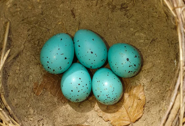 Een Bovenaanzicht Een Nest Met Merel Eieren Natuur Wild Blauw — Stockfoto