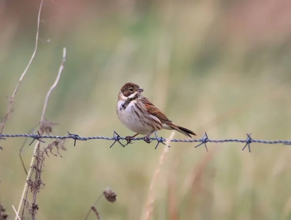 Closeup Common Reed Bunting Emberiza Schoeniclus Barbed Wire Shallow Focus — Stock Photo, Image