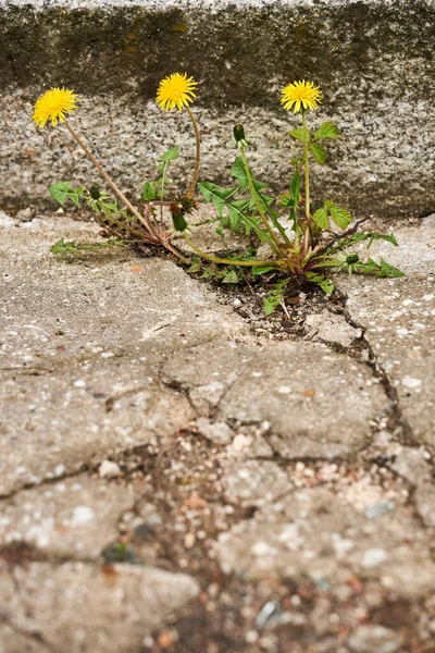 Küçük sarı karahindibalar (Taraxacum) asfalttan çıkış yolunu açtılar.