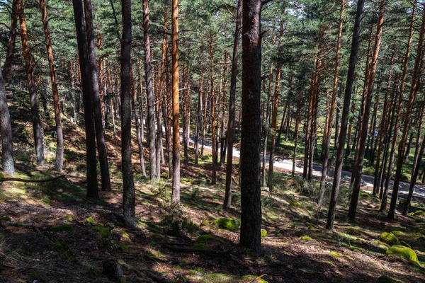 Narrow Mountain Road Cuts Pine Forest Madrid Spain — Stock fotografie