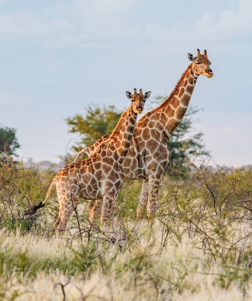 Colpo Verticale Delle Giraffe Della Savana Namibia Africa — Foto Stock