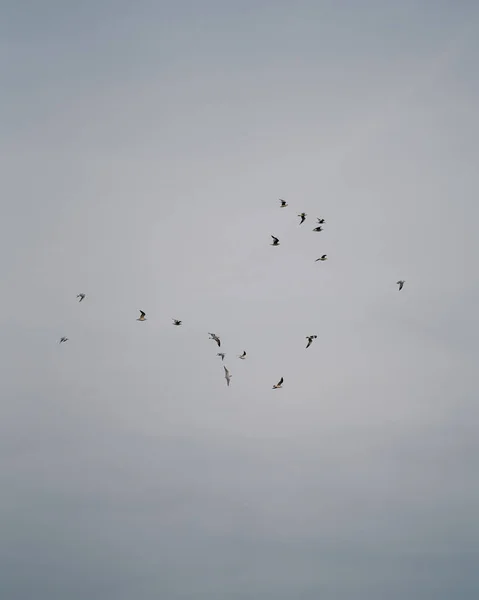 Uno Stormo Uccelli Volanti Nel Cielo — Foto Stock