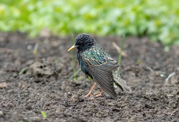 Vacker Europeisk Stjärna Står Leran Botaniska Trädgården Msu Moskva Ryssland — Stockfoto