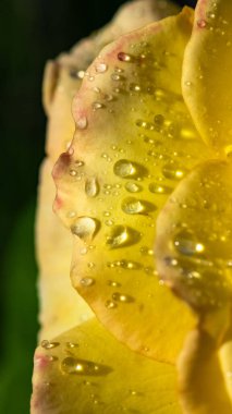 Sarı bir gül üzerine yağmur damlaları, güzel bir arka plan, makro