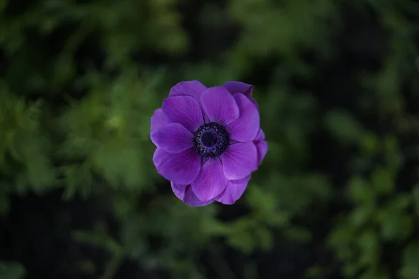 Closeup Shot Purple Anemone Flower Blooming Field — Stock Photo, Image