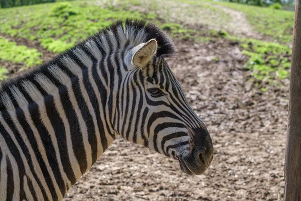 Închidere Unei Zebre Adorabile Care Stă Câmp Grădina Zoologică Din — Fotografie, imagine de stoc