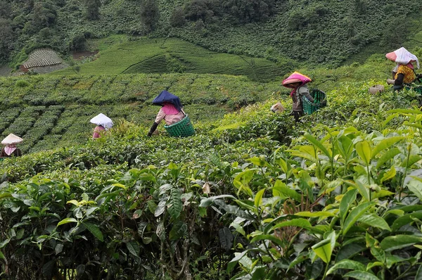 Several People Hats Working Green Plantation —  Fotos de Stock
