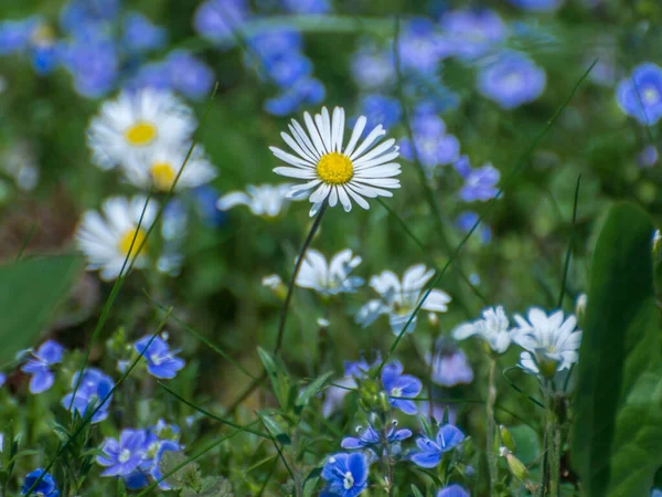 Een Close Van Leucanthemum Vulgare Oxeye Madeliefjes Met Germander Speedwell — Stockfoto