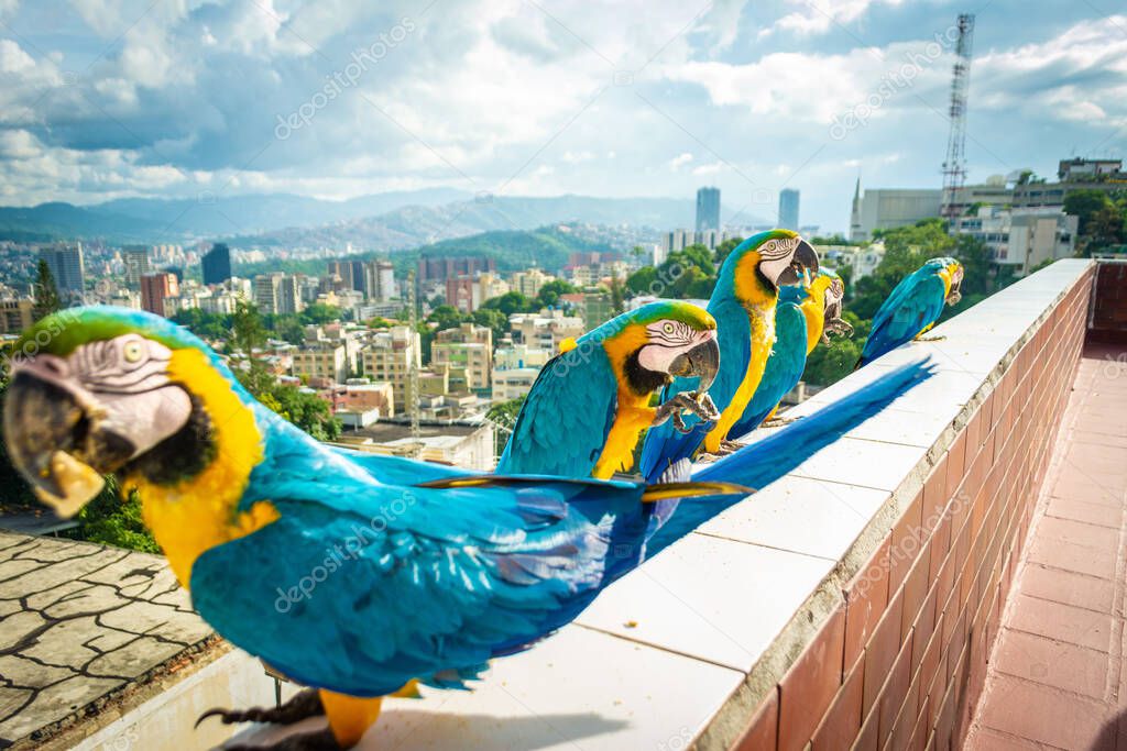 A beautiful Blue and yellow macaws standing on balcony fence in a line in Caracas, Venezuela