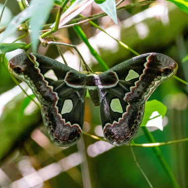 A macro shot of a saturniidae butterfly