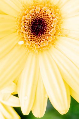 Arka planda yaprakları olan sarı bir papatya çiçeğinin dikey görüntüsü.