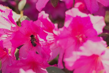 Pasifik rhododendronunu tozlaştıran arılar
