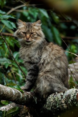 A selective focus shot of maine coon cat sitting on a tree branch in the forest