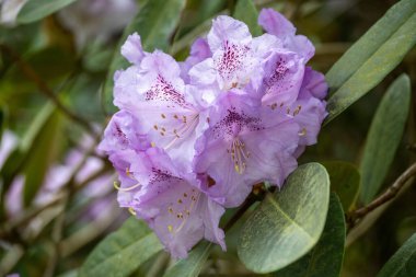 Güneşteki rhododendron çiçeklerine yakın çekim