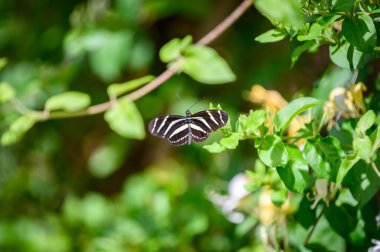 Bulanık arka planda bir tavus kuşu kelebeğinin yakın plan çekimi.