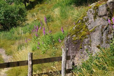 Bitkilerle dolu bir çiftlikte ahşap bir çit, kayalık bir uçurum ve arkasında Lady 'nin eldivenleri.