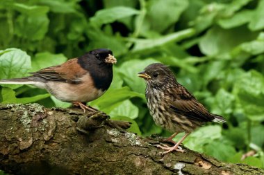 Aurora, Oregon 'da bir dala tünemiş iki kuşun seçici odak noktası.