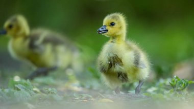 A selective focus shot of goslings standing on grass