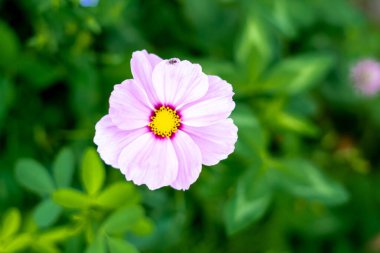 A closeup shot of a beautiful flower blossoming in a garden in Sweden with nature blurred background