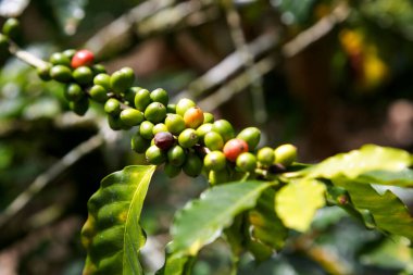 Ağaçtaki yeşil kahve çekirdeklerine yakın çekim. Seçili odak.