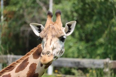 Benekli bir zürafanın yakın plan fotoğrafı.