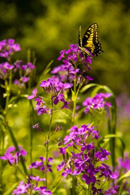 Mor çiçeklere tüneyen sarı kelebeğin dikey görüntüsü.