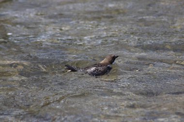 A beautiful shot of a dipper in the water on a sunny day