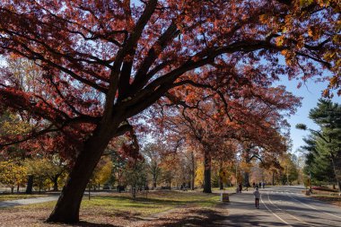 A beautiful big red tree of season of autumn and people walking on the road in the park