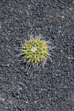 A vertical shot of Mammillaria nejapensis in desert