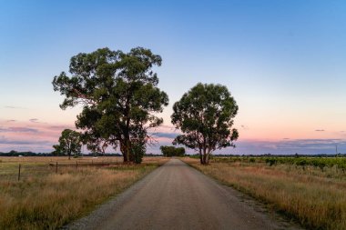 A beautiful shot of a rural road in a countryside with trees under cloudy sky during sunset time