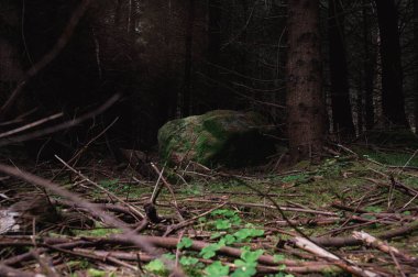 Kırsalda her daim yeşil ağaçlar olan ürkütücü bir orman.