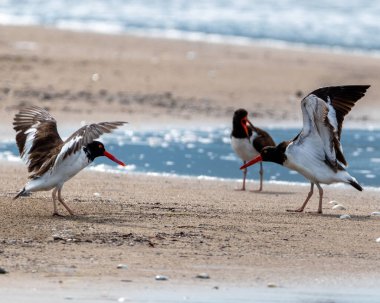Three american oystercatchers on a sandy beach