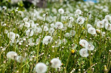 A close-up of a lot of fluffy dandelion in a meadow in summer