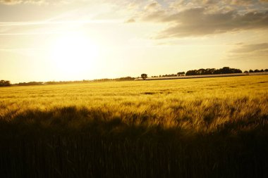 A beautiful view of a field under the clear sky during sunset