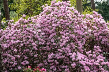 Güneşteki rhododendron çiçeklerine yakın çekim