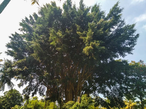 Big Banyan Tree Middle Park Blue Sky Daytime Surronding Plant — Stock Photo, Image