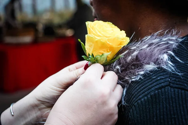 Caucasian Hands Putting Yellow Rose Jacket — Stock fotografie