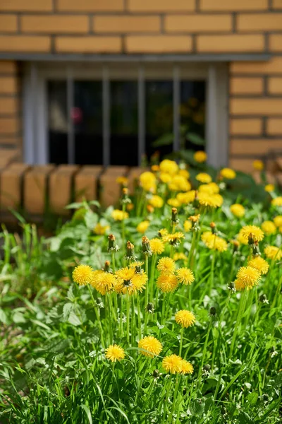 Vertical Shot Dandelion Flowers Grass Background Brick Wall — Stock Photo, Image