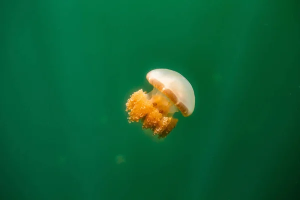 Palau Daki Eil Malk Adasında Bulunan Deniz Anası Gölü — Stok fotoğraf