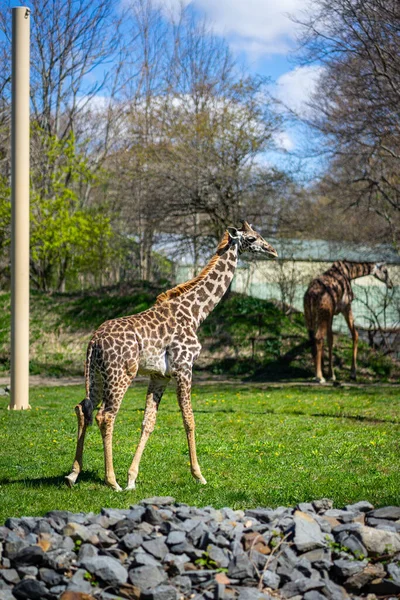 Masai Giraffes Enjoying Breakfast Enclosure Franklin Park Zoo — Stock Photo, Image