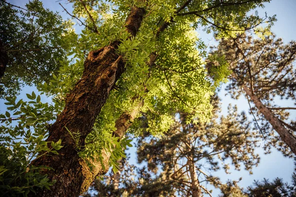 Tiro Ângulo Baixo Uma Árvore Verde Uma Floresta Durante Dia — Fotografia de Stock