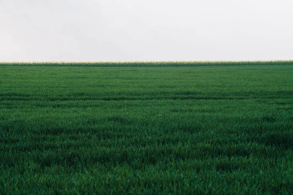 Een Groen Veld Achtergrond Tegen Een Grijze Lucht — Stockfoto