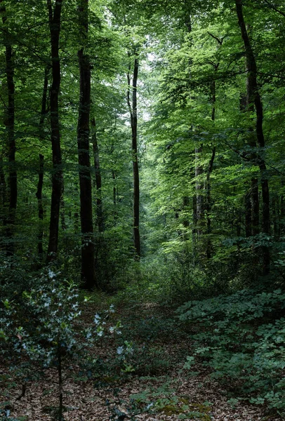 Vertikální Záběr Zeleného Lesa Denního Světla — Stock fotografie