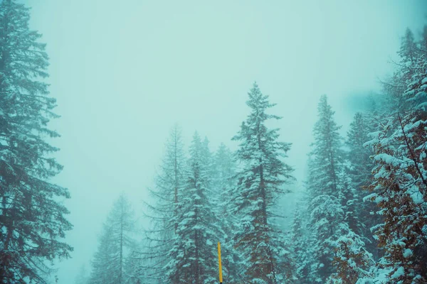 Eerie Scenery Forest Snow Covered Foggy Pine Trees South Tyrol — Stock Photo, Image