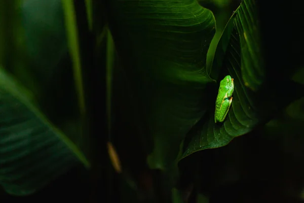 Closeup Green Tree Frog Leaf Costa Rican Rainforest — Stock Photo, Image