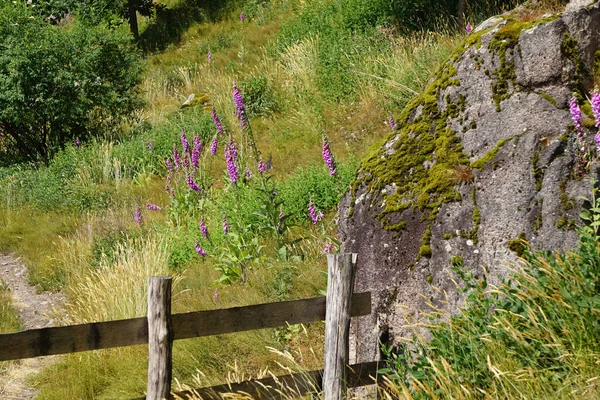 Bitkilerle dolu bir çiftlikte ahşap bir çit, kayalık bir uçurum ve arkasında Lady 'nin eldivenleri.